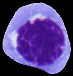 Physics behind cell